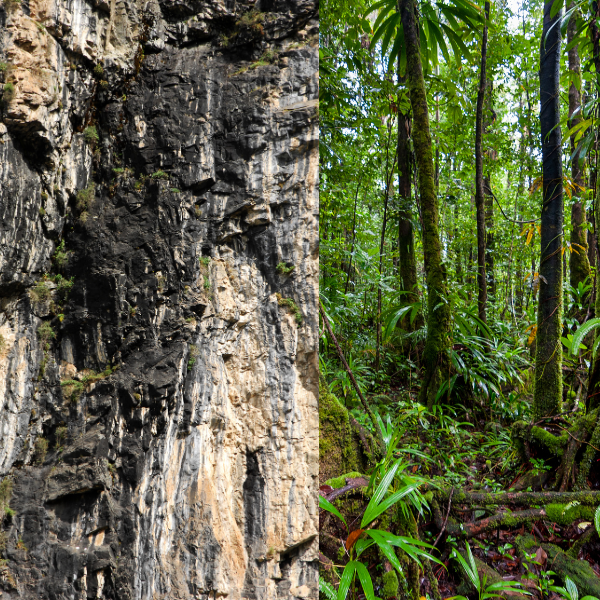 Shilajit and Humic-Fulvic Acid – What You Need to Know